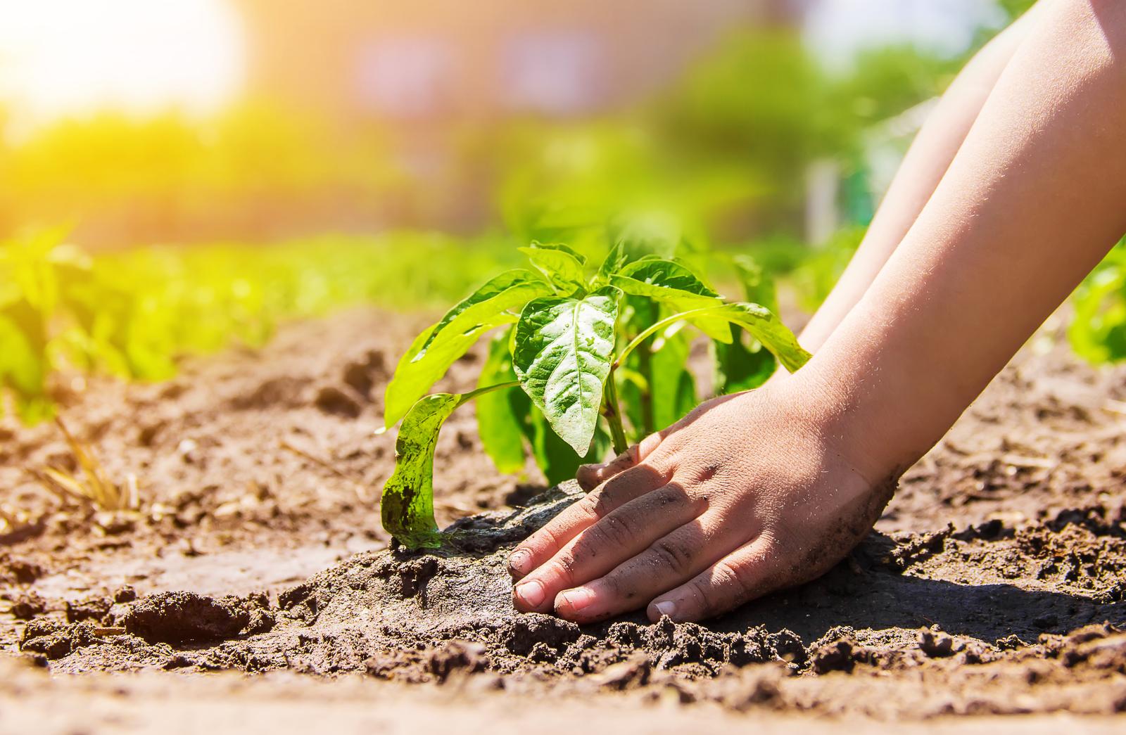 Bio nasiona organiczne – najlepszy wybór do przydomowego ogrodu