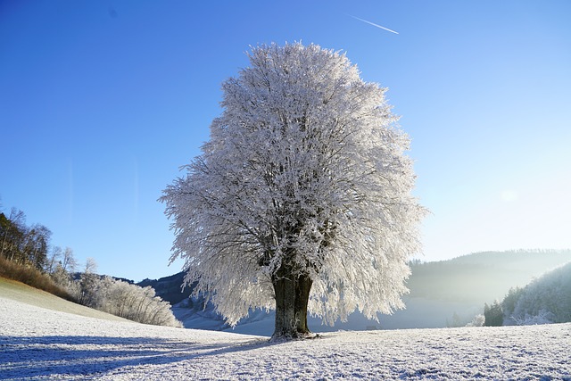 Jak pielęgnować drzewa owocowe w okresie zimowym?