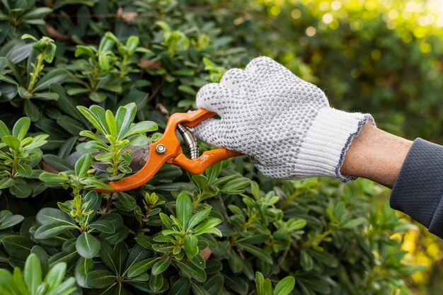 Zasady przycinania drzewek owocowych – podstawy dla każdego ogrodnika