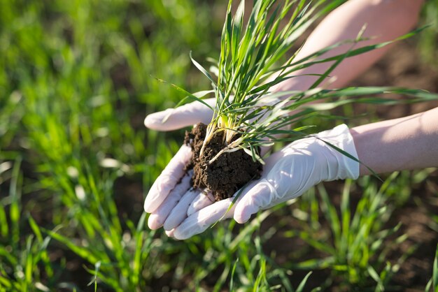 Zaprawianie nasion: jak poprawić odporność roślin dzięki chemii ochronnej?